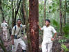 Mahogony (Swietenia macrophylla)
Shipstern Nature Reserve
