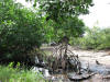 Red Mangrove (Rhizophora mangle)
Caye Caulker
