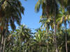Coconut Palm (Cocos nucifera)
Half Moon Caye