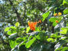 Orange Flowered Ziricote (Cordia sebestena)
Half Moon Caye