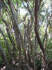 Gumbo Limbo (Bursera simaruba)
Half Moon Caye