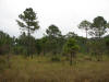 Caribbean or Honduran Pine (Pinus caribaea)
Coastal Highway