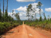 Caribbean or Honduran Pine (Pinus caribaea)
Cooma Cairn Road