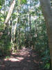Ceiba (Ceiba pentandra)
Punta Gorda