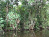 Palmetto or Pimenta Palm (Acoelorrhaphe wrightii)
New River