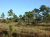Caribbean or Honduran Pine (Pinus caribaea)
Coastal Highway