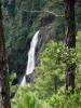Caribbean or Honduran Pine (Pinus caribaea)
Thousand Foot Falls