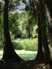 buttressed trees
Aguada, Caracol Archeological Reserve