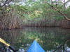 Mangroves
Joe Taylor Creek, Punta Gorda