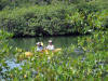 Red Mangrove (Rhizophora mangle)
Joe Taylor Creek, Punta Gorda