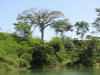 Ceiba (Ceiba pentandra) 
Moho River