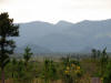Caribbean or Honduran Pine (Pinus caribaea)
Southern Highway