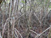 Mangroves
Croc O'dile Isle