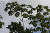 Trumpet Tree (Cecropia sp.)
Honey Camp Road