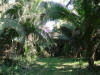 Cohune Palm (Orbigyna cohune)
Belize Zoo River Camp