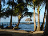 Coconut Palm (Cocos nucifera)
Dangriga