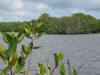 Black Mangrove (Avicennia germinans)
Gra Gra Lagoon National Park