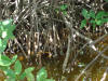 Red Mangrove (Rhizophora mangle)
Gra Gra Lagoon NP