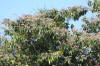 Moho or Mahowa (Trichospermum grewiifolium)
La Milpa