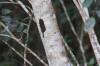Black Poisonwood (Metopium brownei)
La Milpa