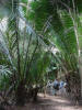 Cohune Palm (Orbigyna cohune)
La Milpa