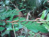 Bullhorn Acacia (Acacia cookii)
Chan Chich