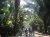 Cohune Palm (Orbigyna cohune)
La Milpa Maya Site