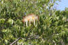 Provision Tree (Pachira aquatica)
New River
