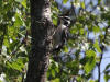 17Jun: Hairy Woodpecker, Chulitna Bluffs, AK