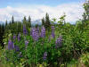 17Jun: Nootka Lupine, Parks Highway, AK