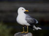 18Jun: Mew Gull, Savage River, Denali NP, AK