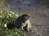 18Jun: Arctic Ground Squirrel, Savage River, Denali NP, AK