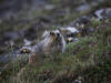 18Jun: Hoary Marmot, Savage River, Denali NP, AK