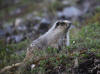 18Jun: Hoary Marmot, Savage River, Denali NP, AK