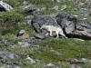 18Jun: Gray Wolf, Savage River, Denali NP, AK