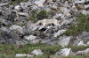 18Jun: Gray Wolf, Savage River, Denali NP, AK