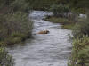 18Jun: Grizzly Bear, Savage River, Denali NP, AK