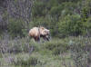 18Jun: Grizzly Bear, Savage River, Denali NP, AK