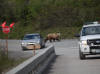 18Jun: Grizzly Bear, Savage River, Denali NP, AK