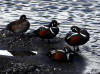 18Jun: Harlequin Duck, Savage River, Denali NP, AK