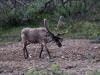 20Jun: Caribou, Denali NP, AK