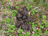 20Jun: Bear scat, Big Stoney River, Denali NP, AK