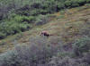 20Jun: Grizzly Bears copulating, Denali NP, AK
