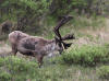 20Jun: Caribou, Denali NP, AK