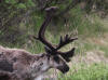 20Jun: Caribou, Denali NP, AK