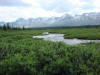 21Jun: Fish Creek, Denali Hwy, AK