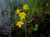 21Jun: Marsh Marigold, Fish Creek, Denali Hwy, AK