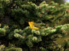 21Jun: Wilson's Warbler, Denali Hwy, AK