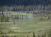 21Jun: Moose, Denali Hwy, AK