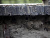 21Jun: Cliff Swallow on nest, Seattle Creek, Denali Hwy, AK